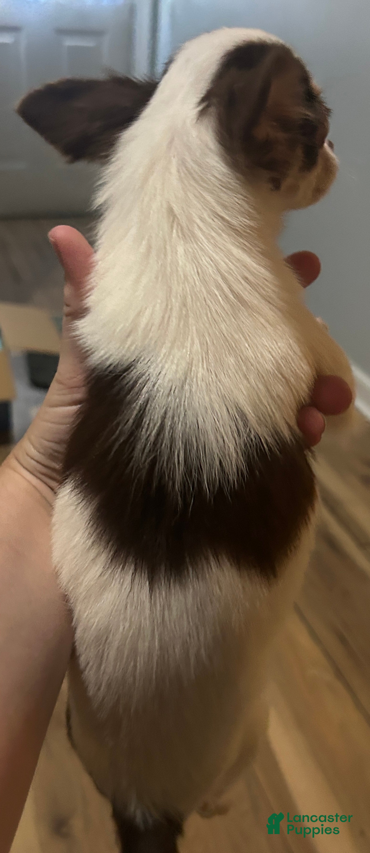 Chihuahua dogs Maple - Ad 20