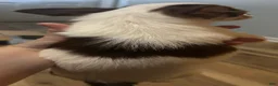 Chihuahua dogs for sale: Maple - Ad 1