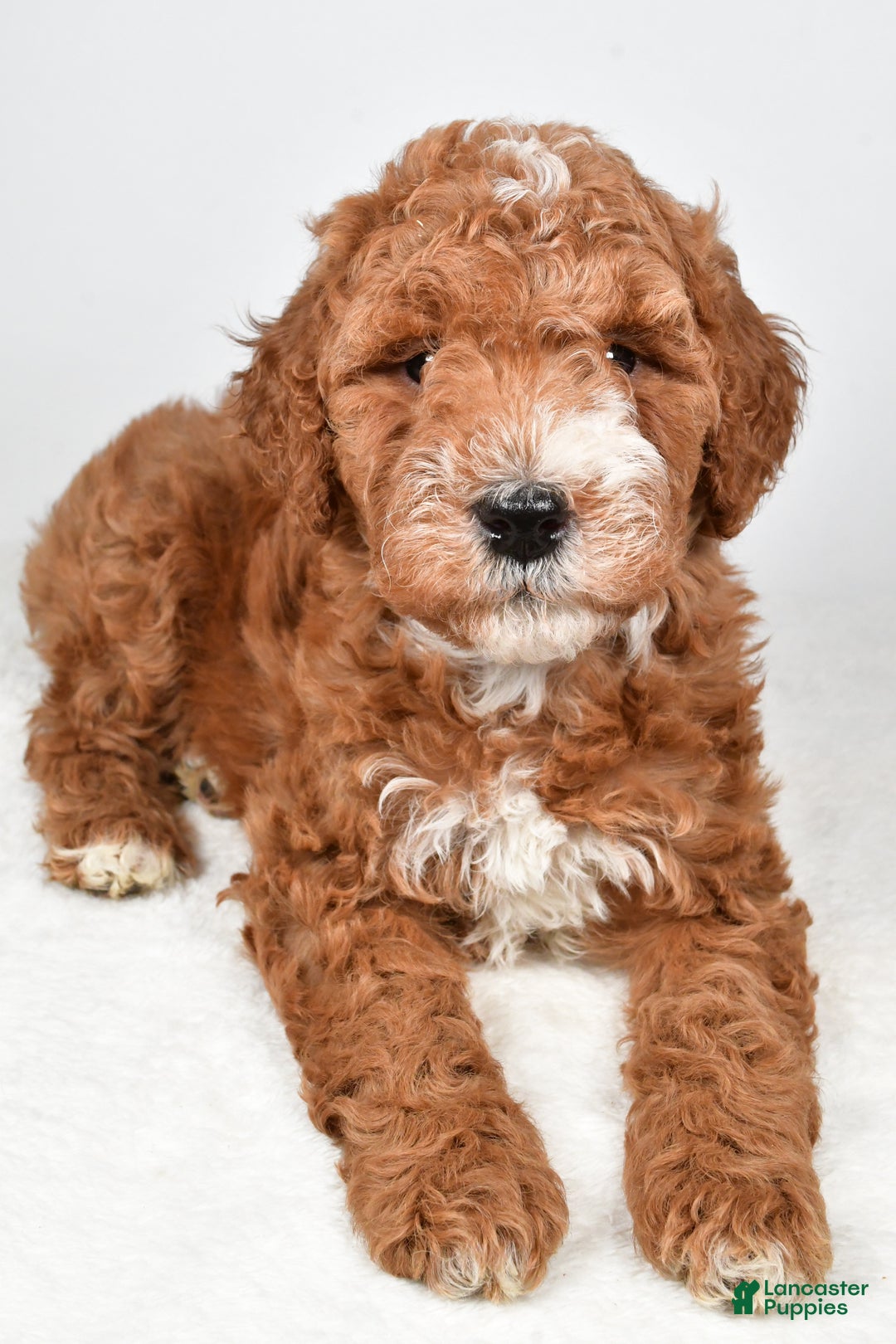 Labradoodle dogs for sale: Nikki - Ad 7