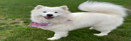Samoyed dogs for sale: Maverick - Ad 4