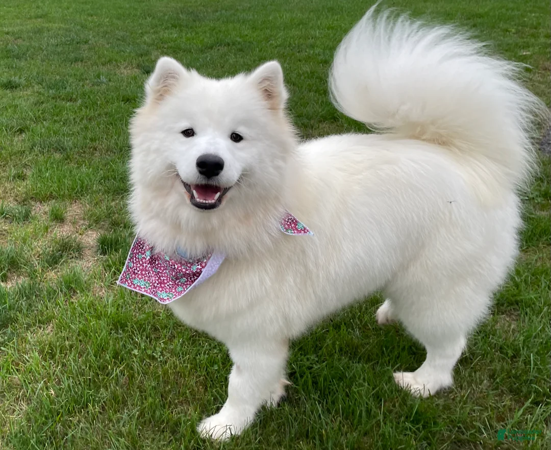 Samoyed dogs for sale: Maverick - Ad 4