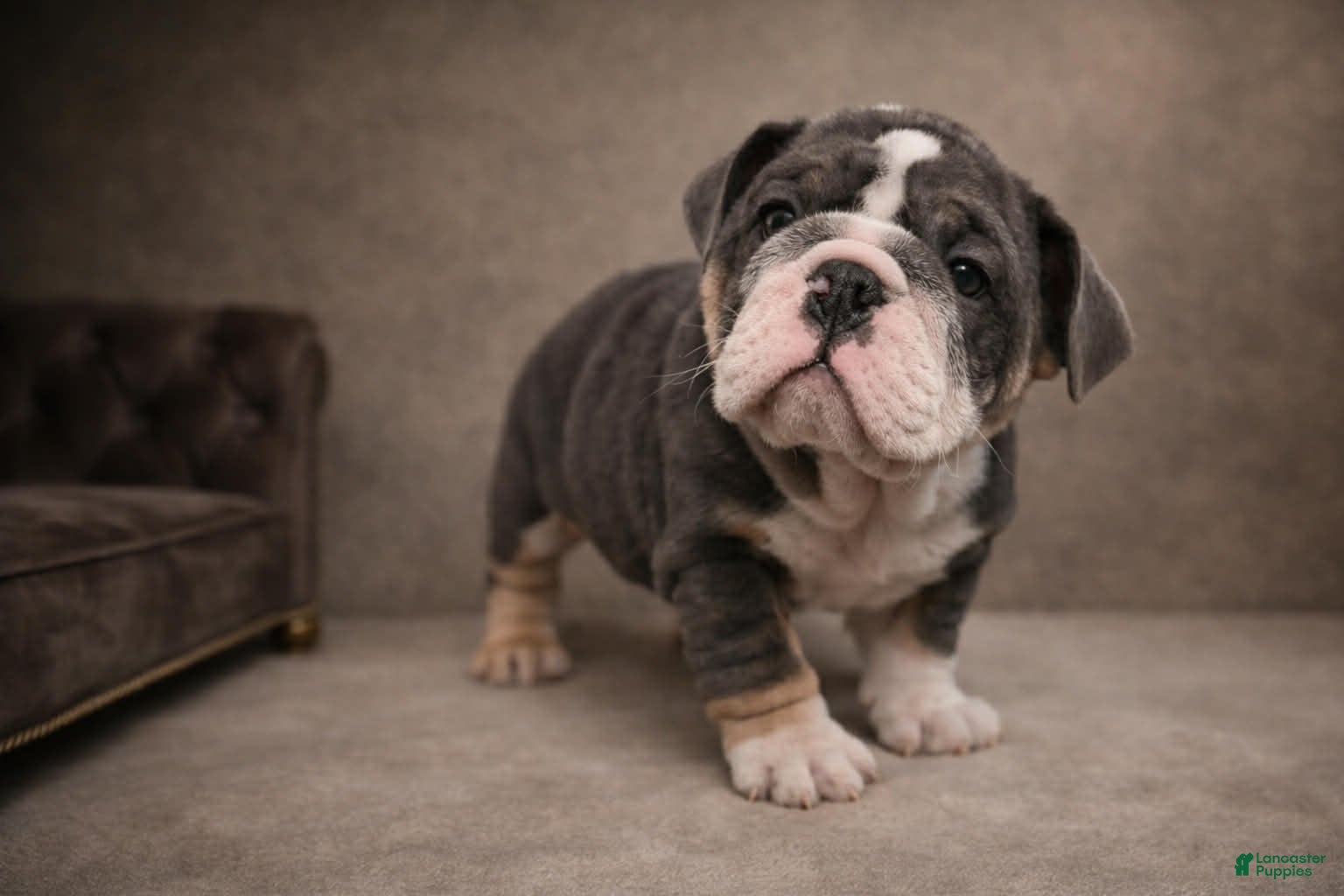 English Bulldog dogs Blue Female - Ad 23