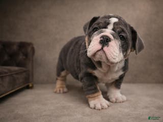 English Bulldog dogs Blue Female - Ad 23
