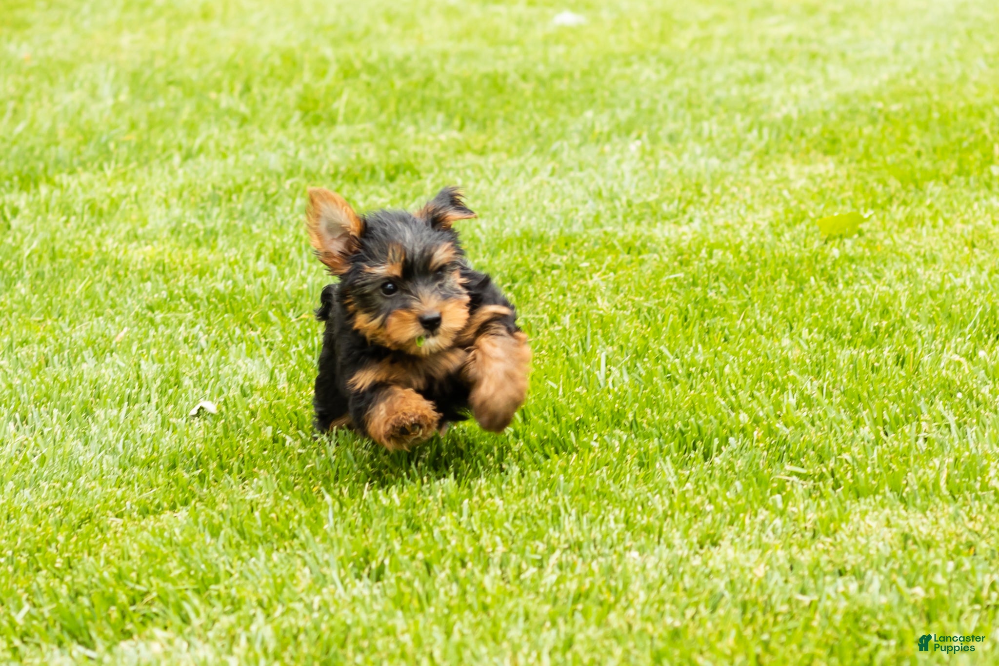 Yorkshire Terrier dogs for sale: Marty  - Ad 4