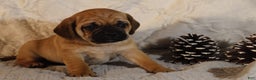 Puggle dogs for sale: Turner - Ad 4