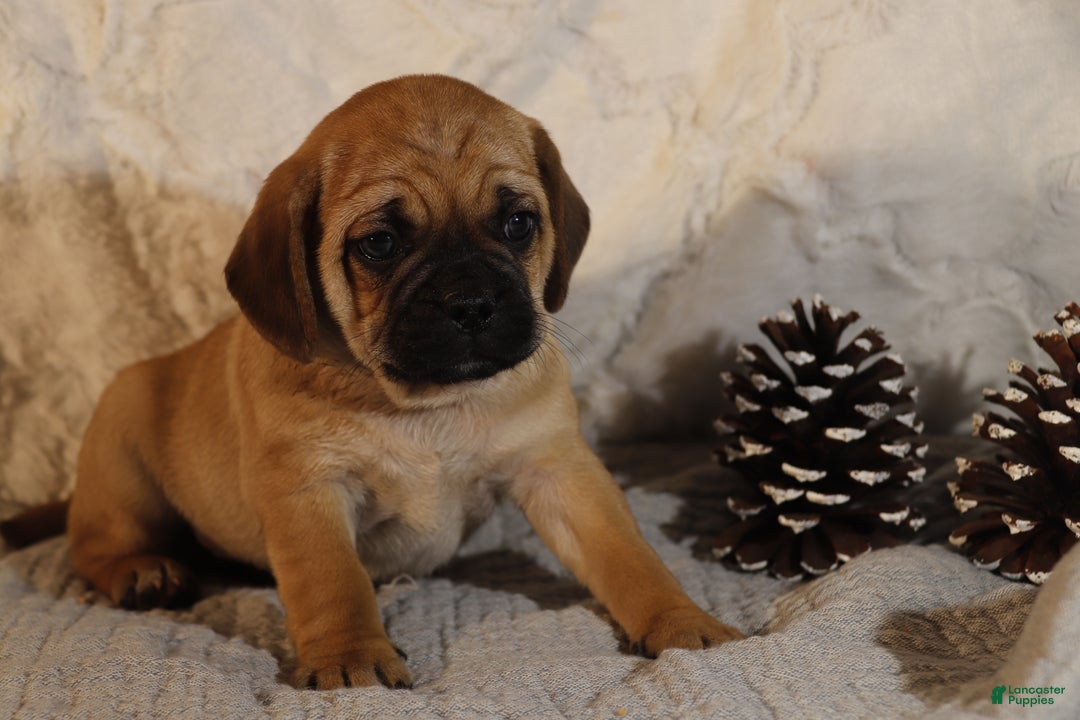 Puggle dogs for sale: Turner - Ad 4