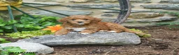 Mini Goldendoodle dogs for sale: Sailor - Ad 3