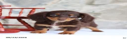 Miniature Dachshund dogs for sale: Tinker Belle - Ad 1