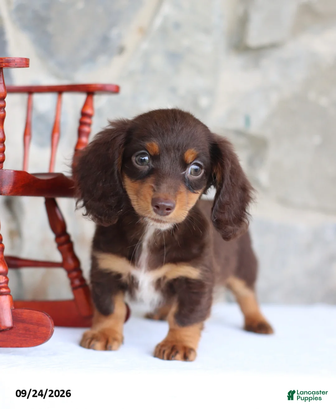 Miniature Dachshund dogs for sale: Tinker Belle - Ad 1