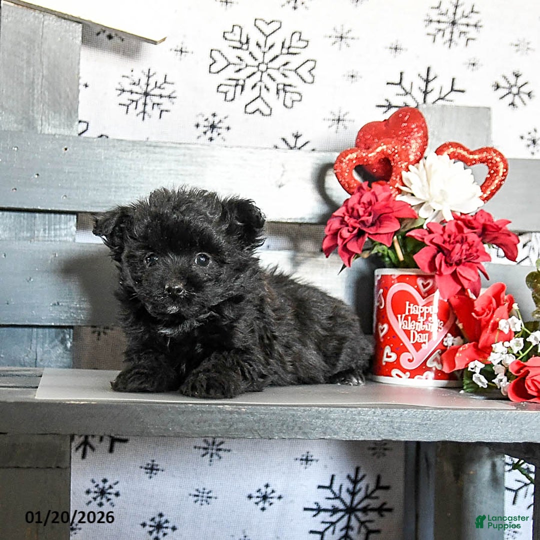 Havapoo dogs for sale: Rex - Ad 4