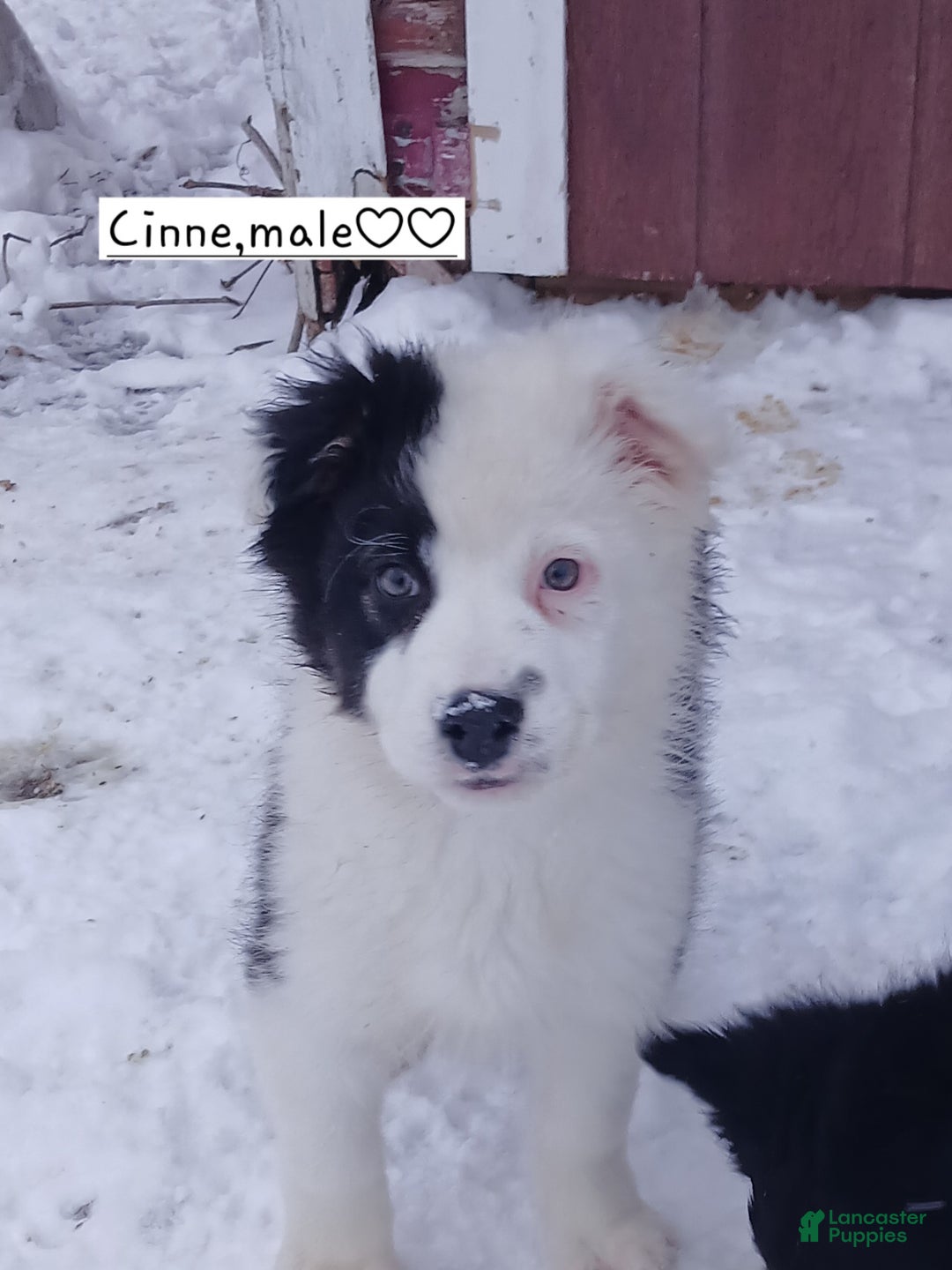 Australian Shepherd dogs for sale: Cinne - Ad 8