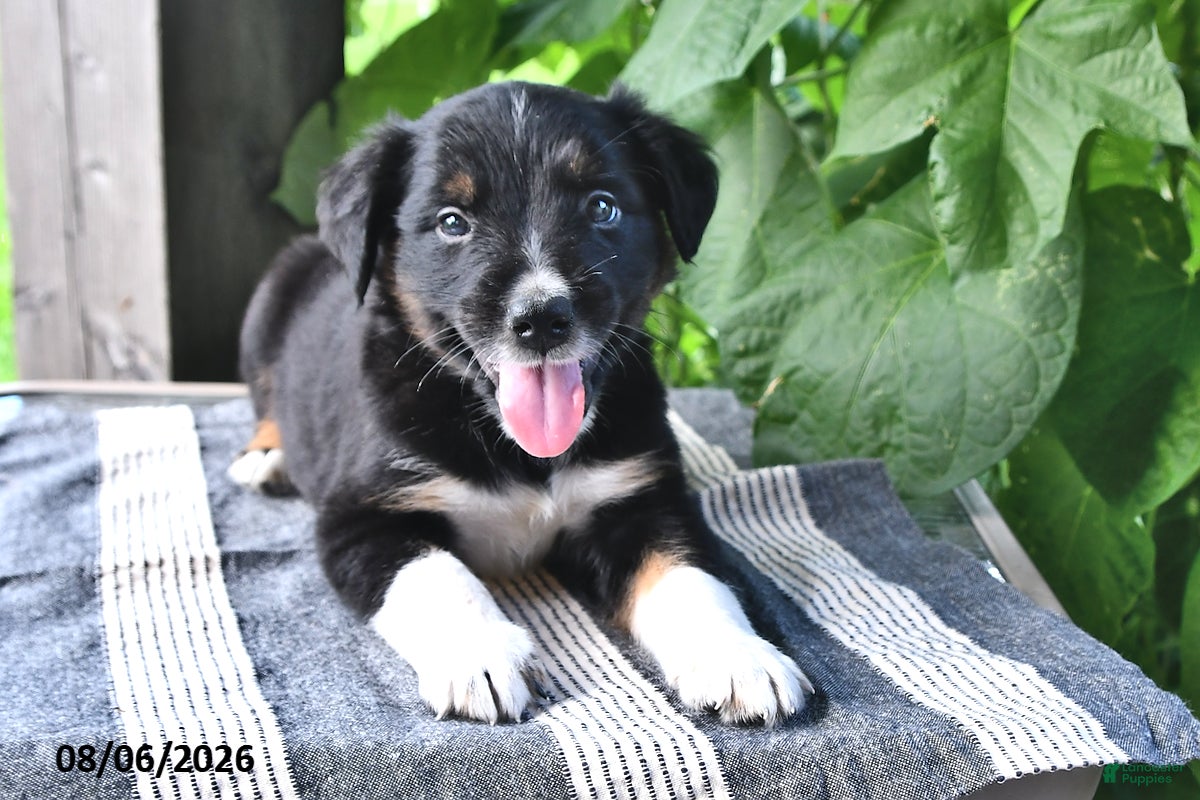 Mixed Breed dogs Finn - Ad 2