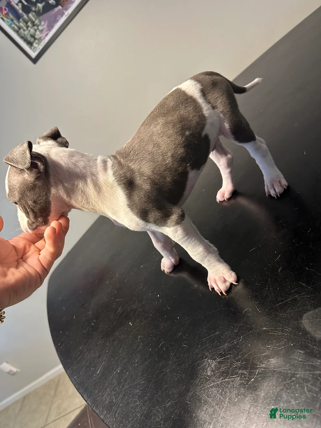 American Staffordshire Terrier dogs for sale: American Staffordshire Terrier Puppy 1 - Ad 2