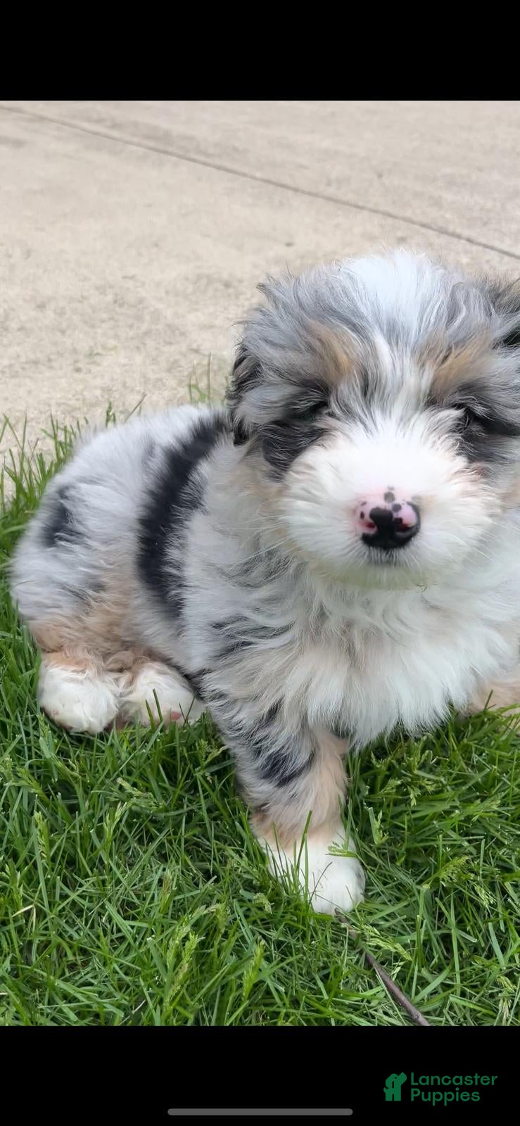 Mixed Breed dogs Mixed Breed Puppy 2 - Ad 22