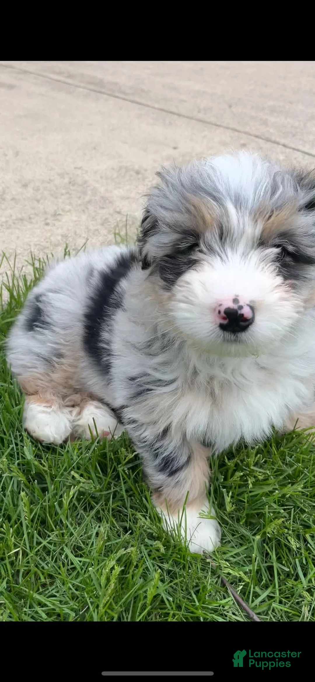 Mixed Breed dogs for sale: Mixed Breed Puppy 2 - Ad 1