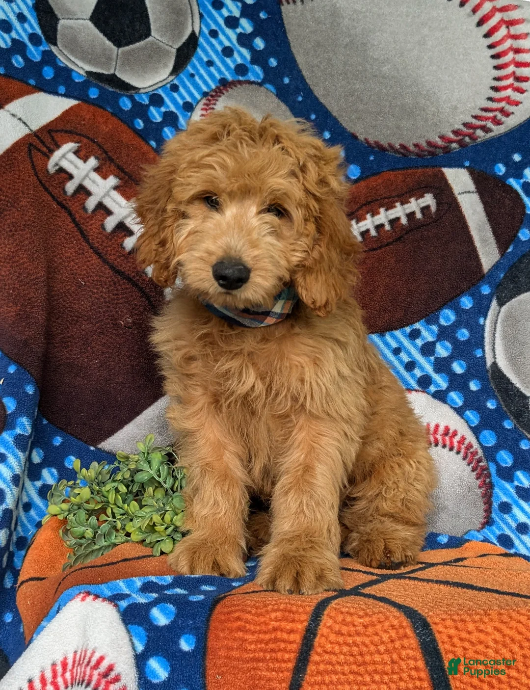 Mini Goldendoodle dogs for sale: Truman Hypoallergenic - Ad 2
