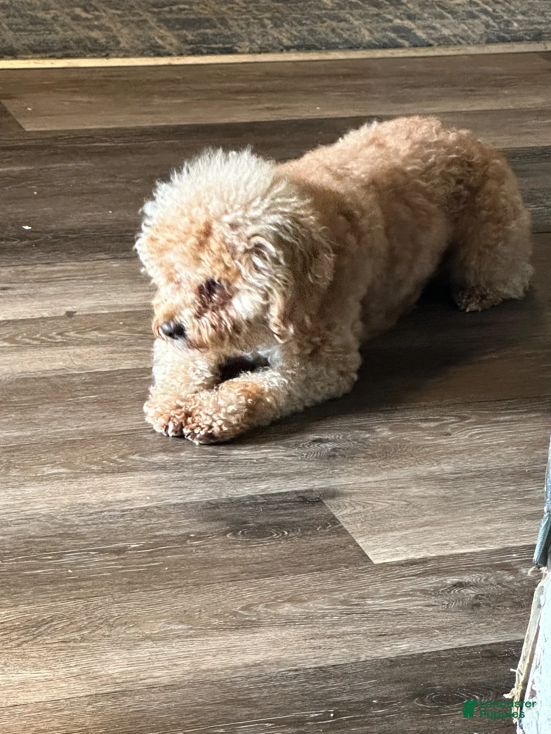 Shihpoo dogs for sale: Shihpoo 4-  Buggar - Ad 2