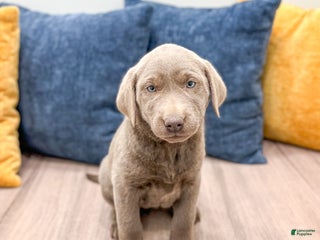 Labrador Retriever dogs - Ad 28