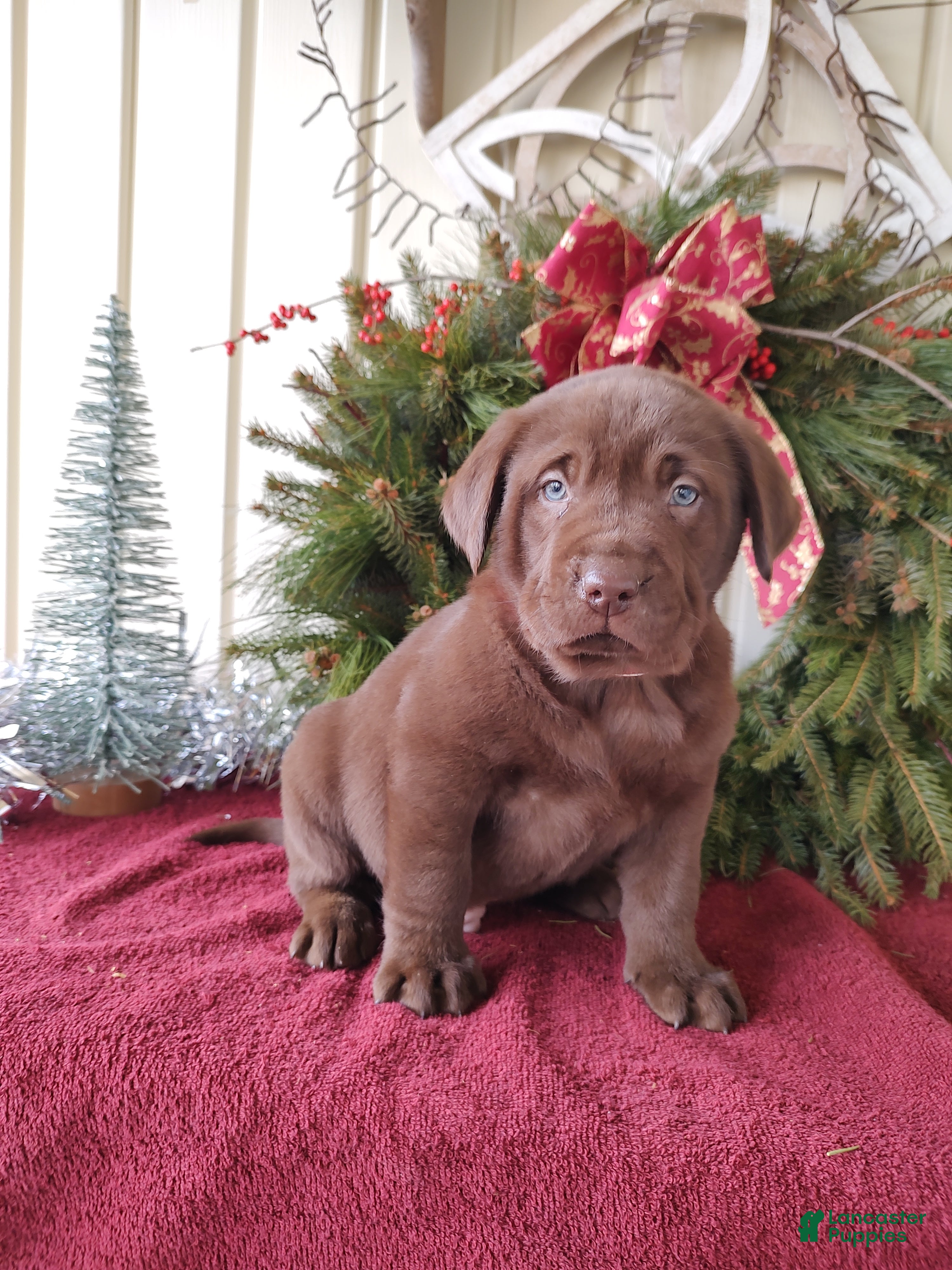 Labrador Retriever dogs Nash - Ad 7