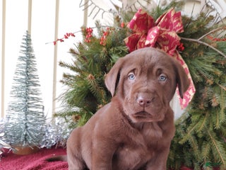 Labrador Retriever dogs Nash - Ad 7