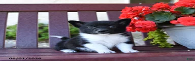 Brandy