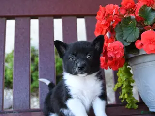 Mixed Breed dogs for sale: Brandy - Ad 1
