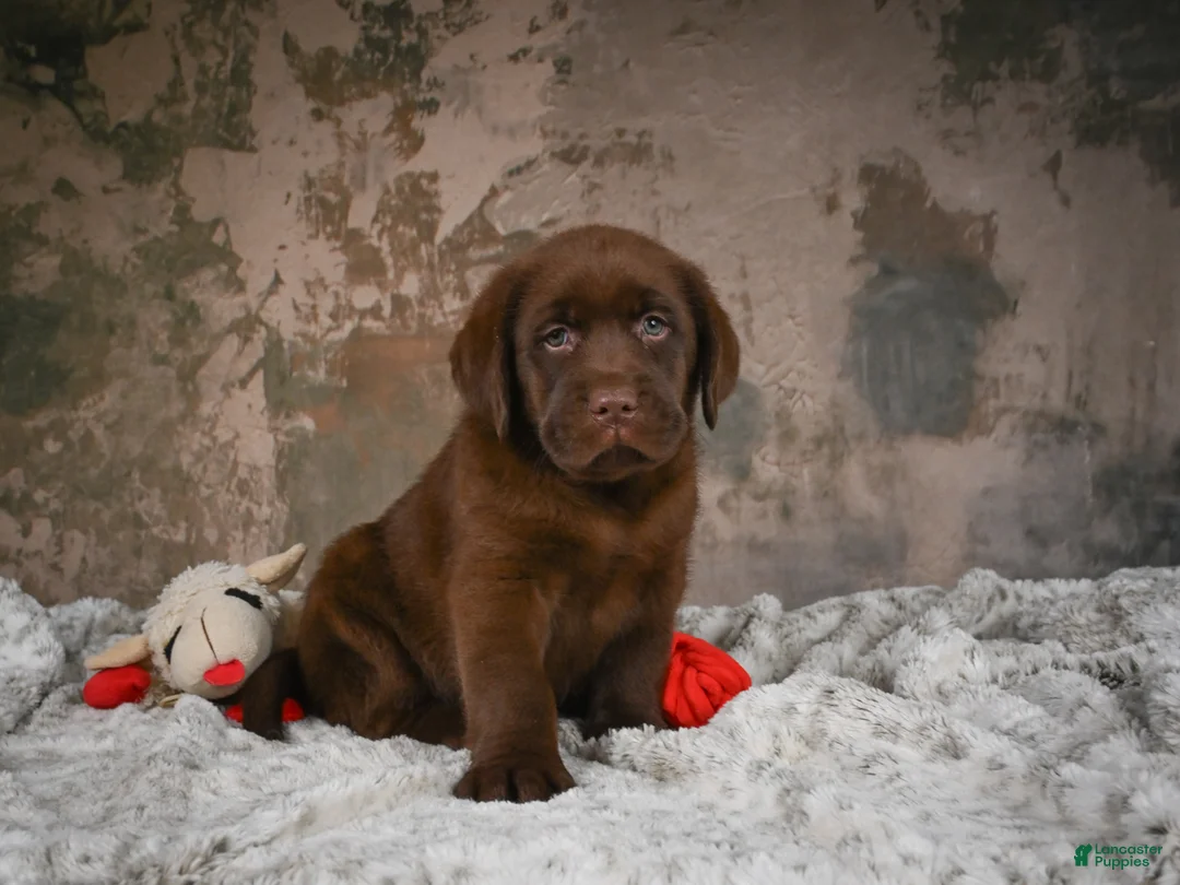 Labrador Retriever dogs for sale: Leo - Ad 2