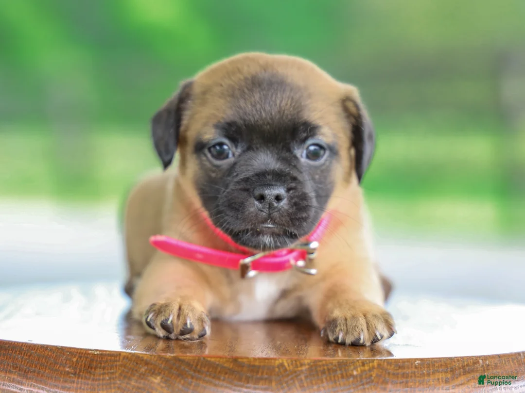Jug dogs for sale: Zoey Jug Puppy - Ad 2