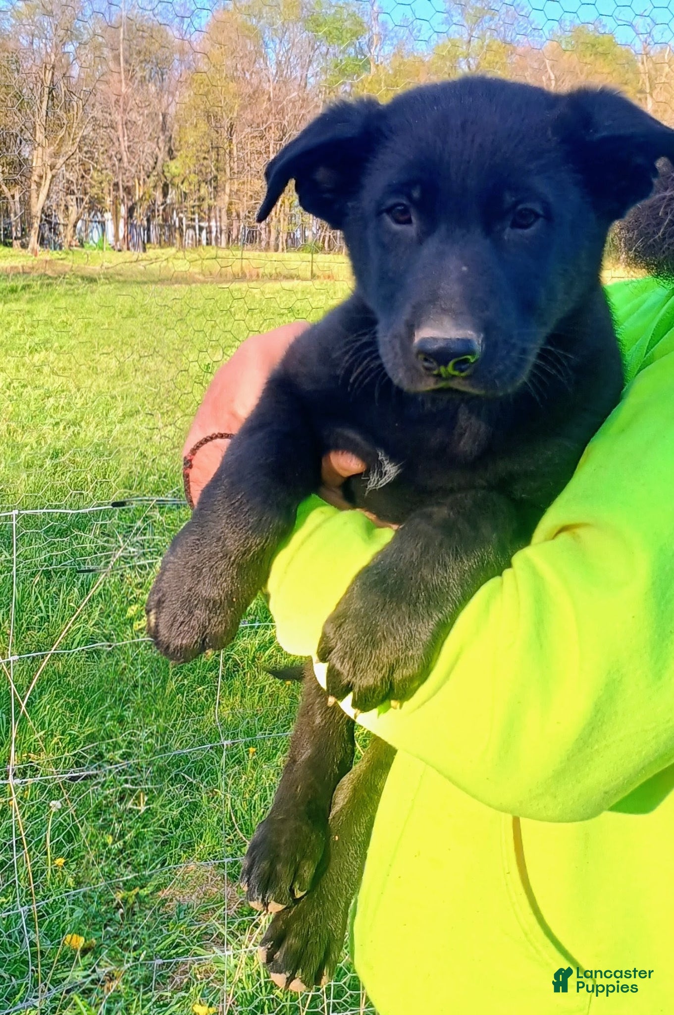 German Shepherd dogs German Shepherd Puppy 1 - Ad 15