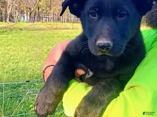 German Shepherd dogs German Shepherd Puppy 1 - Ad 15