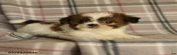 Mixed Breed dogs for sale: Ulysses - Ad 4