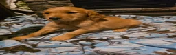 Golden Retriever dogs for sale: Pepper - Ad 5
