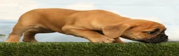 Mixed Breed dogs for sale: Laurel - Ad 5