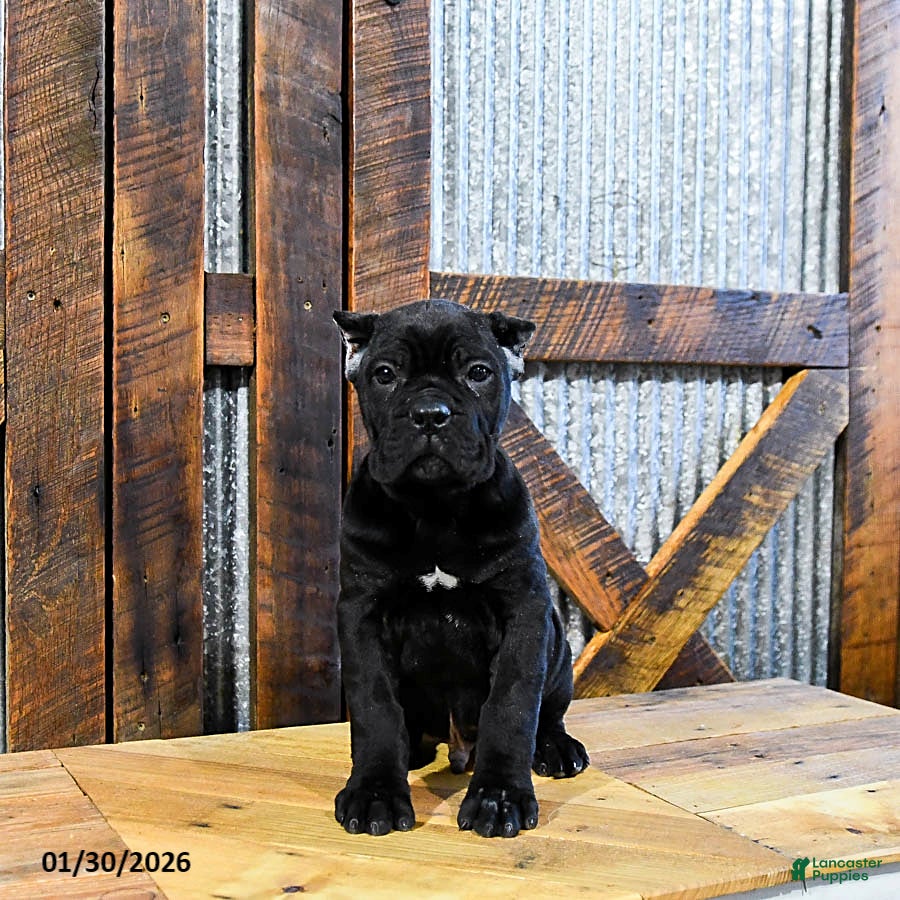 Cane Corso dogs Tucker - Ad 2