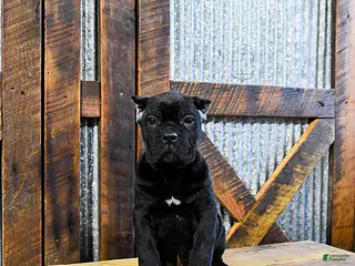 Cane Corso dogs Tucker - Ad 2