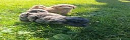 Mixed Breed dogs for sale: Jasper - Ad 3
