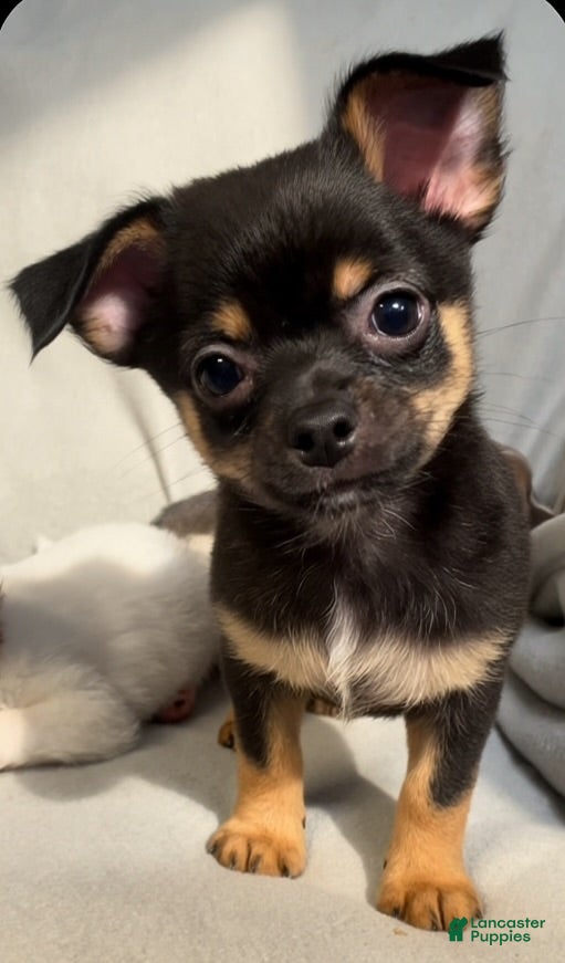 Chihuahua dogs Lil Rocky - Ad 1