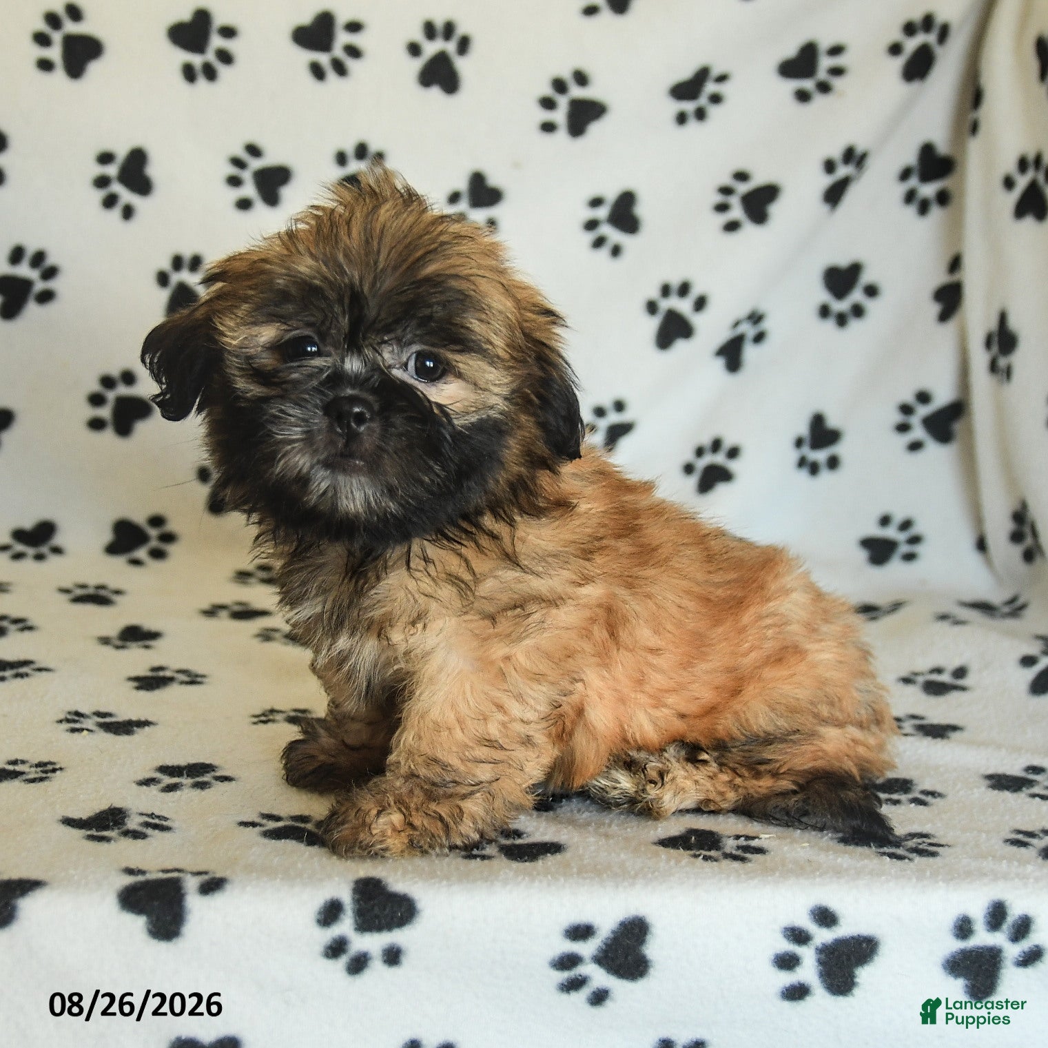 Shih Tzu dogs Zeus - Ad 1
