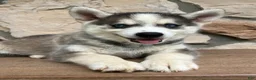 Pomsky dogs for sale: Maverick - Ad 6