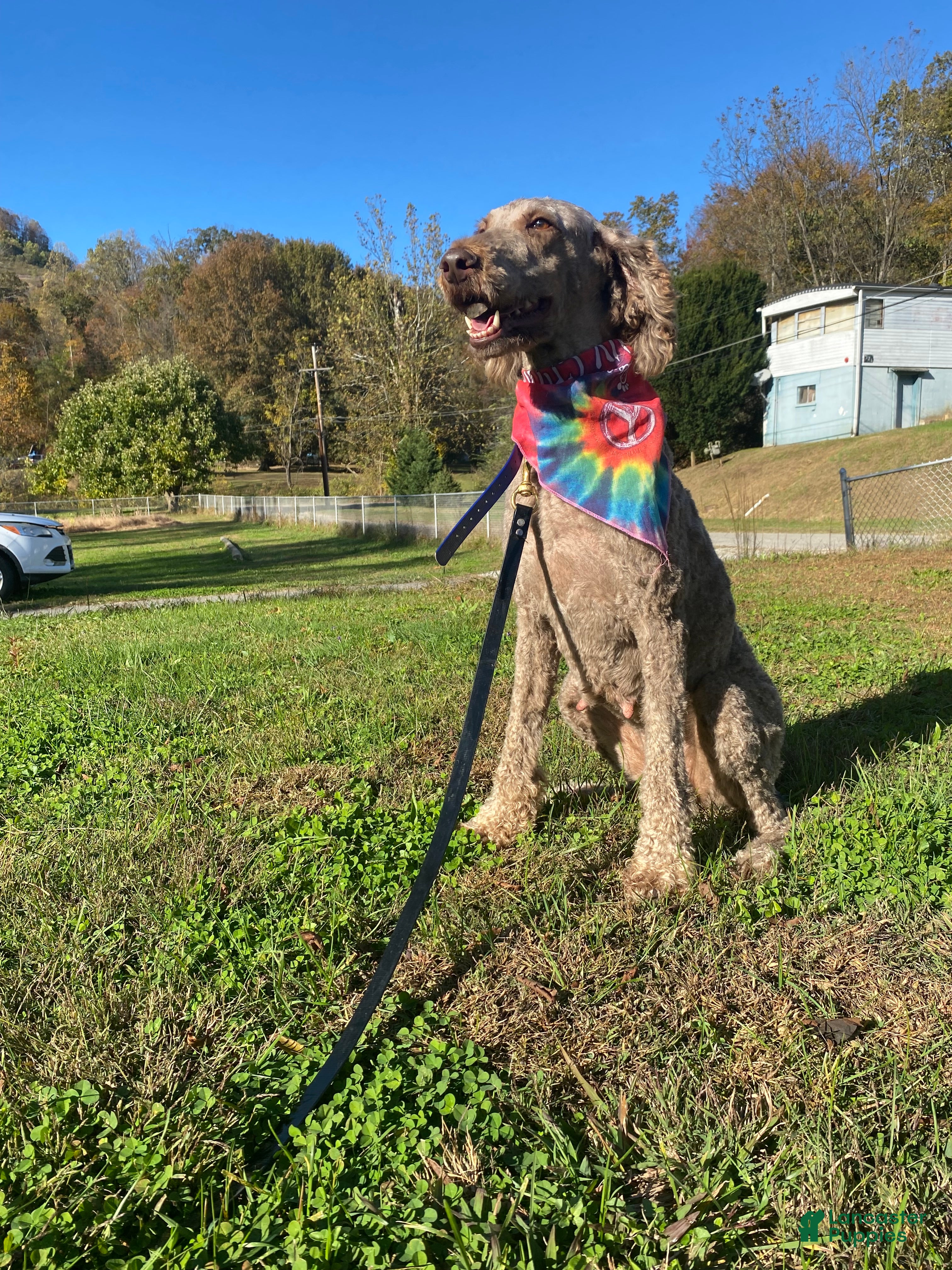 Standard Poodle dogs Standard Poodle Puppy 1 - Ad 18