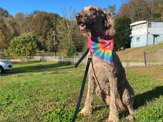 Standard Poodle dogs Standard Poodle Puppy 1 - Ad 38