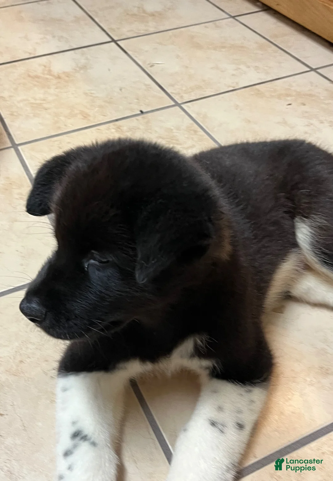 Akita dogs for sale: Happy - Ad 1