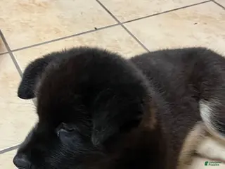 Akita dogs Happy - Ad 14