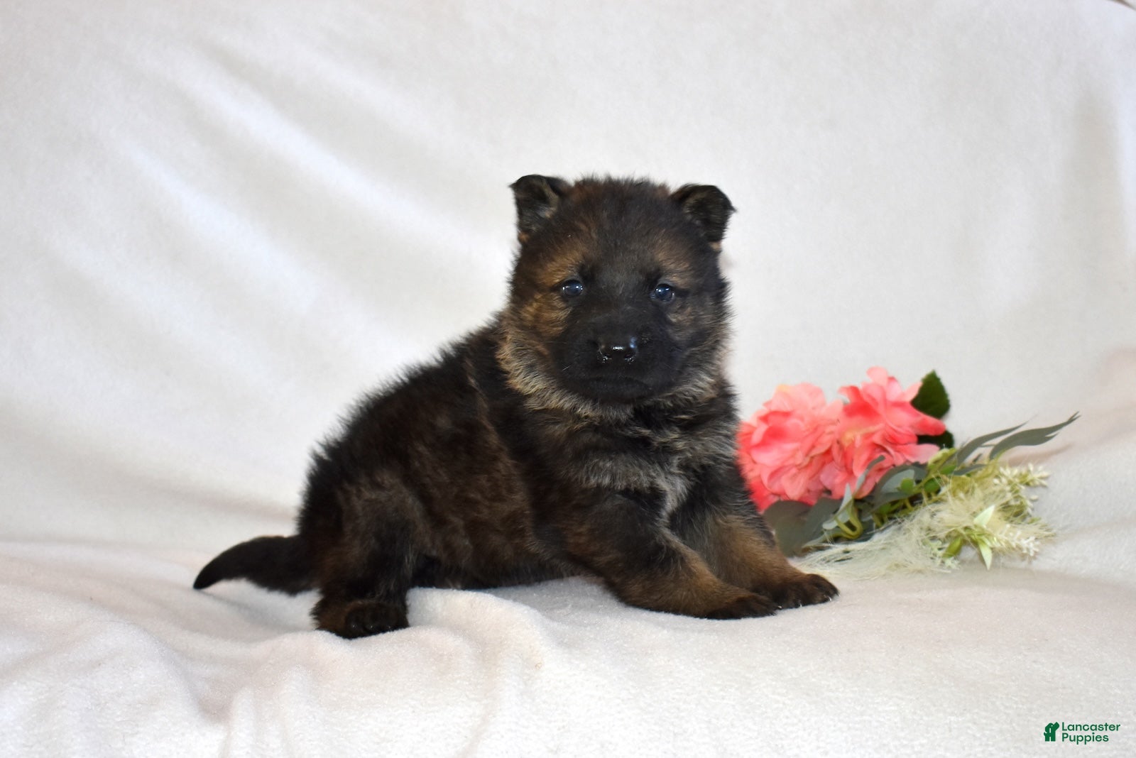 German Shepherd dogs Summer - Ad 16