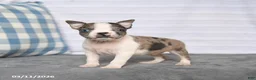 Boston Terrier dogs for sale: Rex - Ad 1