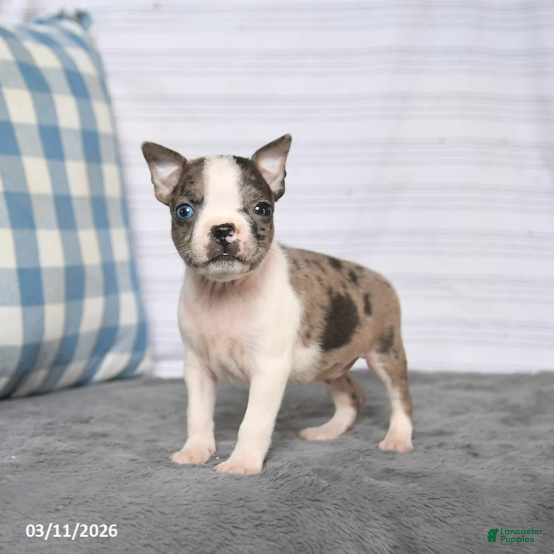 Boston Terrier dogs for sale: Rex - Ad 1
