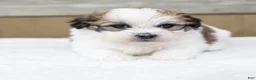 Teddy Bear dogs for sale: Pine - Ad 3