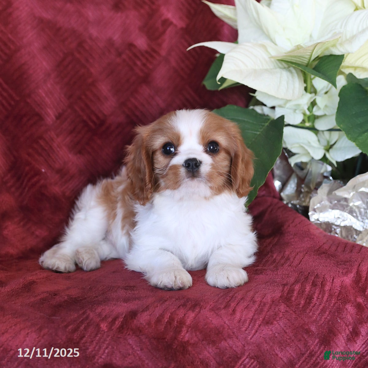 Cavalier King Charles Spaniel dogs Alex - Ad 20