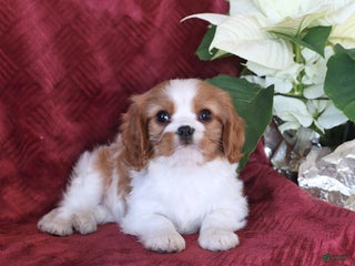 Cavalier King Charles Spaniel dogs Alex - Ad 35