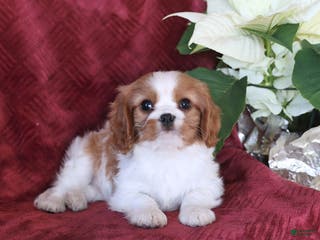 Cavalier King Charles Spaniel dogs Alex - Ad 11